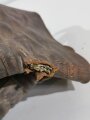 U.S. Army WWII, Boots, Service, Combat.Uncleaned as found in barn