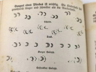 Spähen und Streifen - Ein Jugendbuch für Sport und Spiel in Wald und Feld, 160 Seiten, mit Widmung von 1934, ca. A5