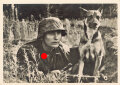 Ansichtskarte "Unsere Waffen SS" Der melder und sein Hund