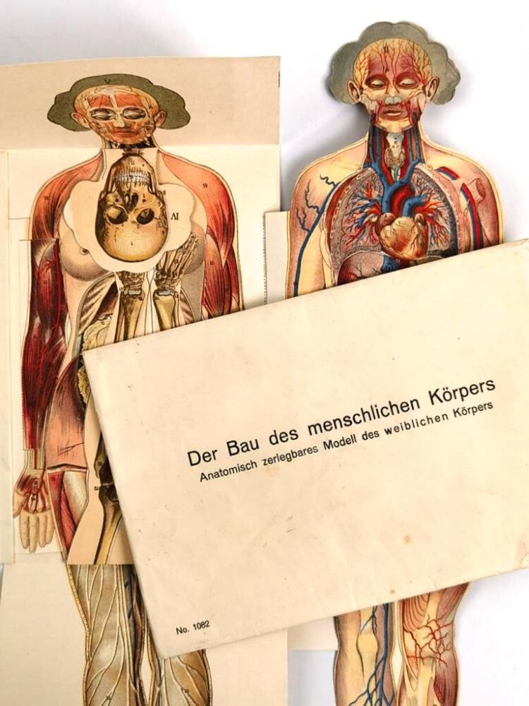 Falttafel " Der Bau des menschlichen Körpers" Anatomisch zerlegbares
