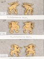 Schweden, Sammlung Regimentsabzeichen, auf Karton geklebt