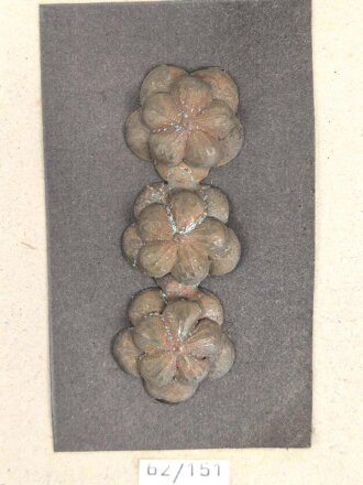 Taiwan, Sammlung Rangabzeichen, auf Karton getackert