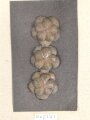 Taiwan, Sammlung Rangabzeichen, auf Karton getackert