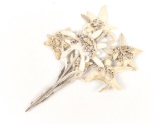 Getrocknetes und gepresstes Edelweiss, aus...