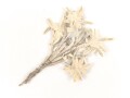 Getrocknetes und gepresstes Edelweiss, aus Gebirgsjäger Nachlass