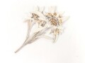 Getrocknetes und gepresstes Edelweiss, aus Gebirgsjäger Nachlass
