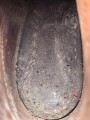 Paar Bergschuhe für Gebirgstruppen der Wehrmacht. Ungereinigtes Paar, Sohlenlänge 35,5cm
