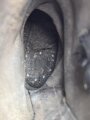 Paar Stiefel für Mannschaften der Wehrmacht. Ungereinigtes Paar, Sohlenlänge 30cm