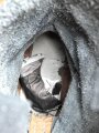 Paar Stiefel für Unteroffiziere aus der Zeit des 2. Weltkrieg. Ungereinigtes Paar, Sohlenlänge 30,5cm