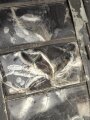 1.Weltkrieg,  "Dolomit" Faltlaterne, ungereinigtes Stück
