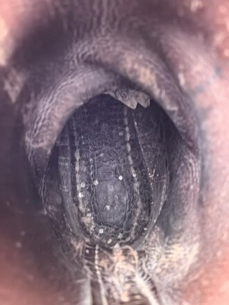 Paar Stiefel für Mannschaften der Wehrmacht, Kammerstempelung innen im Schaft, ungereinigtes Paar, Sohlenlänge 28cm