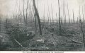 1. Weltkrieg, Ansichtskarte "Die Wirkung des Artilleriefeuers im Waldgebiet"