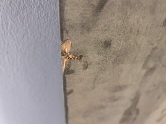 "Den Gefallenen Helden des Schönbühl" Holzschild Originallack, Maße etwa 190 x 120cm. KEIN VERSAND