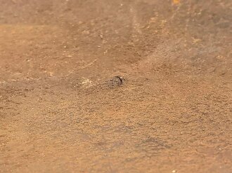 Eiserner Kürassrücken für Mannschaften,die Stempelung für mich nicht eindeutig zuzuordnen, gereinigtes Stück