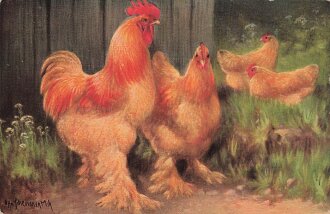 Ansichtskarte "Hühner"