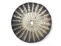 Kaiserreich, Kokarde für eine Pickelhaube für Offiziere. Buntmetall, Original lackiert, Durchmesser 51mm