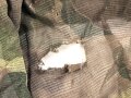 Frankreich Fremdenlegion, Stahlhelm " Tarnnetz" gefertigt aus U.S. Marinecorps Mückenschleiern aus dem 2. Weltkrieg. Getragen
