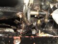 Lichtsprechgerät 60/80 Wehrmacht. Um 1941 im Einsatz, insgesamt wurde etwa 600 Geräte produziert. Optischer Kopf innen defekt, siehe Fotos, Funktion nicht geprüft. Rarität