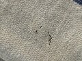Grosser Sack für Heeresverpflegung der Wehrmacht. gebraucht, ungereinigt, datiert 1938