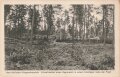 1. Weltkrieg, Ansichtskarte "Vom östlichen Kriegsschauplatz - Ehrenfriedhof eines Regiments in einem Waldlager nahe der Front"