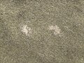 U.S.Army Wolldecke , höchstwahrscheinlich aus der Zeit des 2. Weltkrieg. Gebraucht