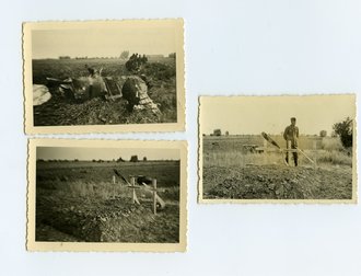 3 Fotos Gräber Brit. und kanadischer Luftwaffenangehöriger nach Abschuss, Maße 6x9cm, datiert 1940