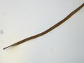 Gebirgsjäger, Bauchgurt für den Rucksack, leider das Ende abgeschnitten, Breite des Riemens: 1,8 cm