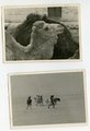 22 Fotos Afrikakorps, Maße meist 6x9 cm