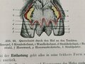 "Leitfaden des Hufbeschlages" von C.Görte Generalveterinär a.D., Berlin 1922 mit 125 Seiten