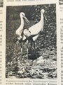 Das Deutsche Mädel - Die Zeitschrift des BDM, Jahrgang 1939 Juniheft, gelocht